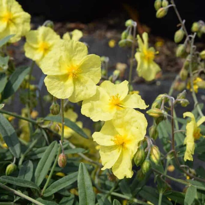 Helianthemum 'Wisley Primrose' ---